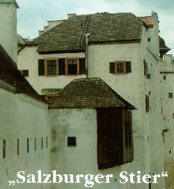 Salzburger Stier